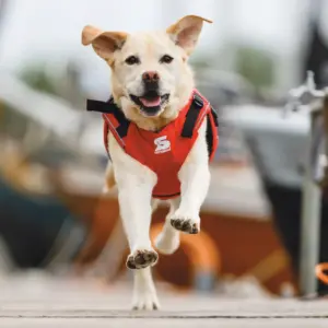 Secudogs 1