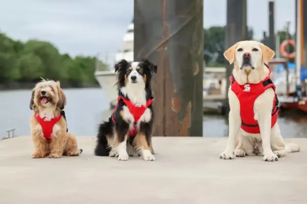 Secudogs_cb_32318 1 Secudogs_cb_32318 1